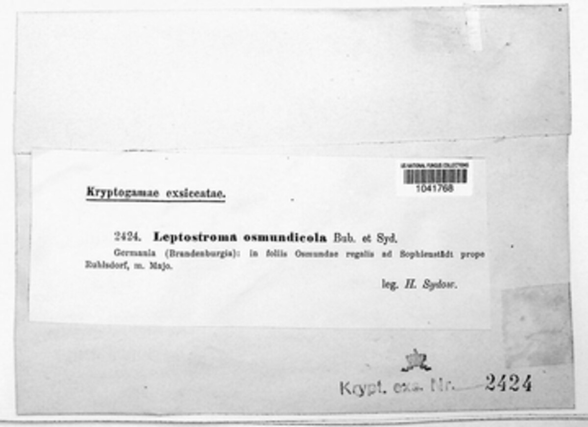 Leptostroma osmundicola image